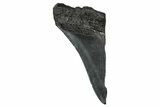 Partial Fossil Megalodon Tooth - South Carolina #356886-1